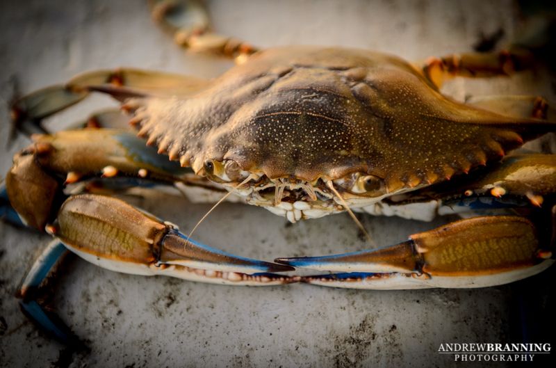 Lowcountry Food: Soft shell crab season